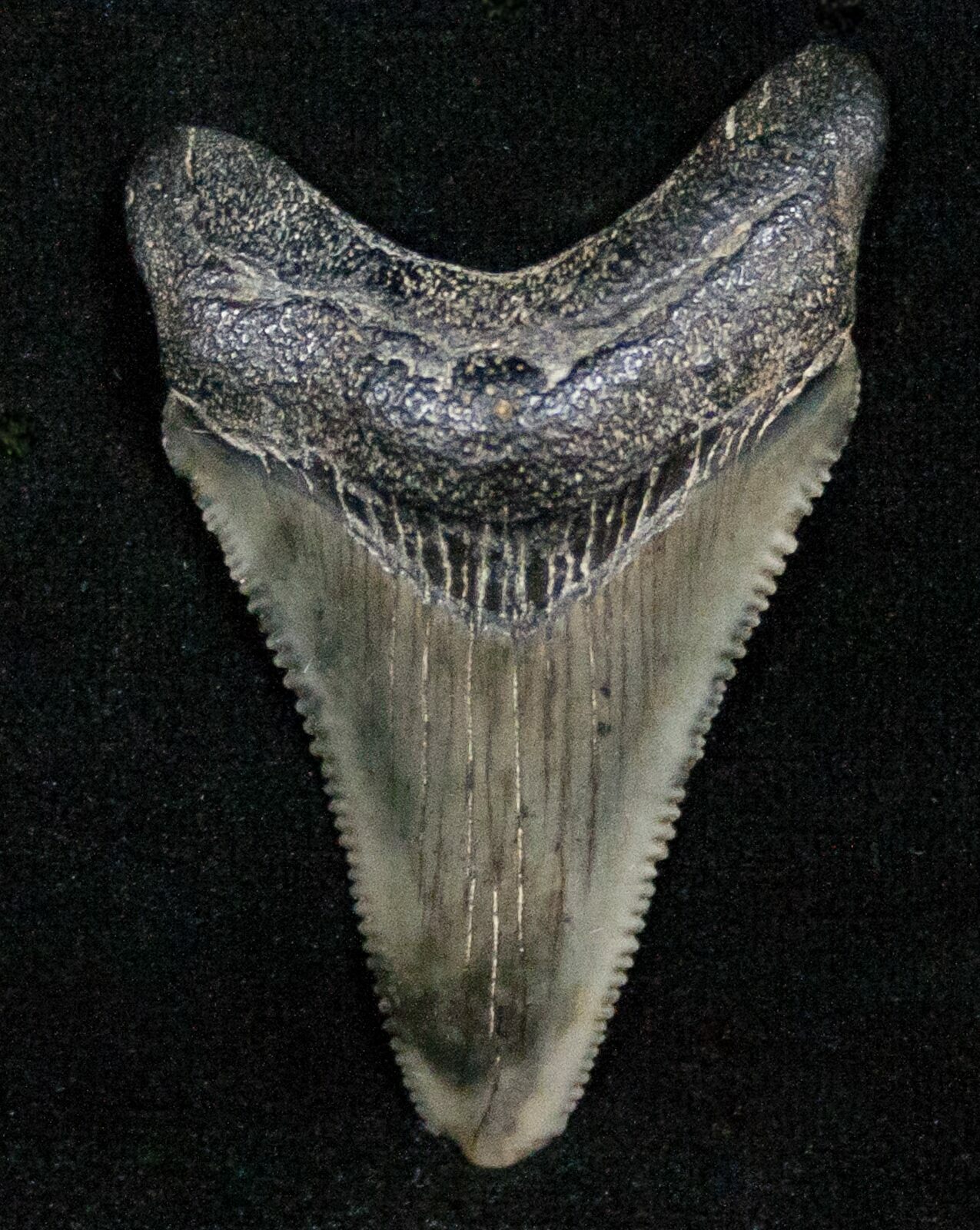 sharp dinosaur teeth