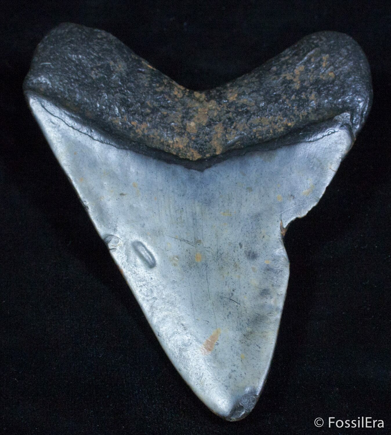 Bargain 4+ Inch Megalodon Tooth For Sale (#2331 ...