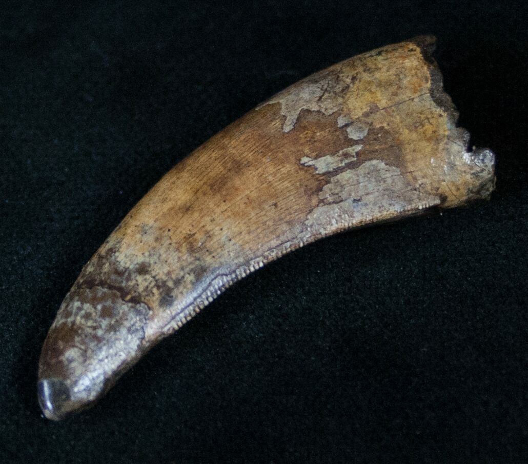 nanotyrannus tooth for sale