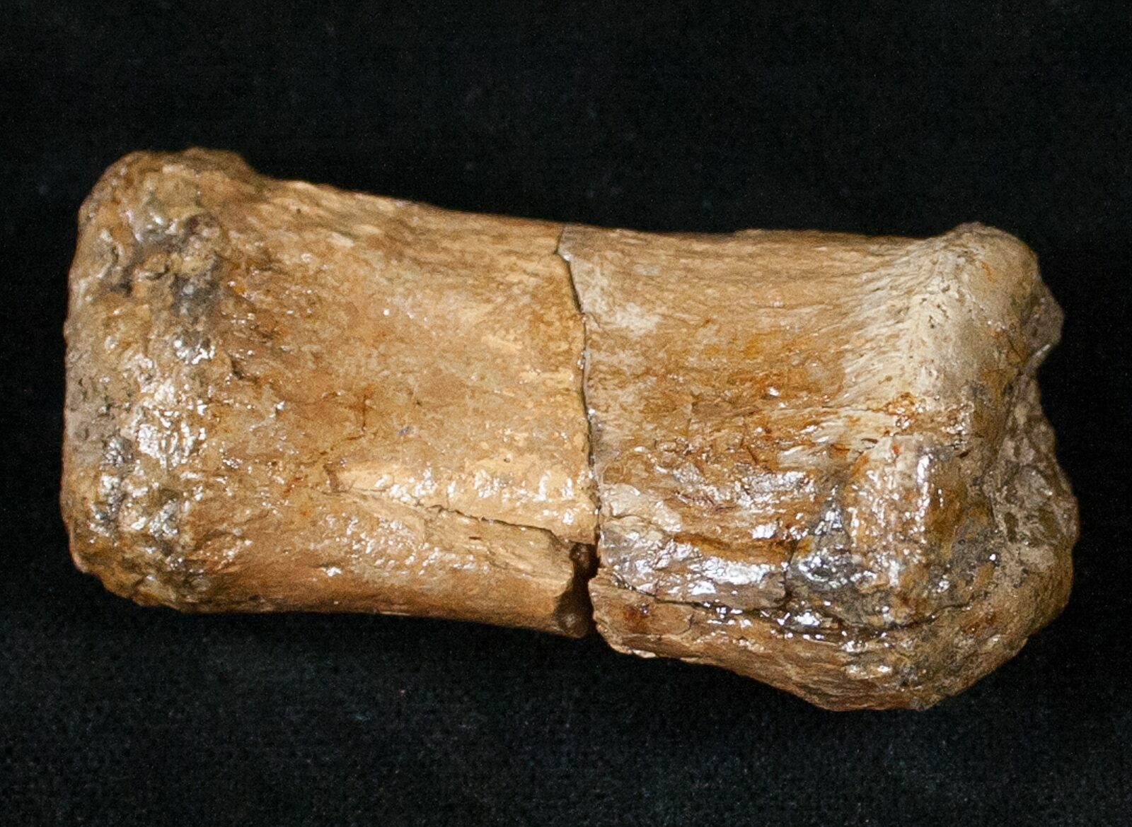 hadrosaur toe bone