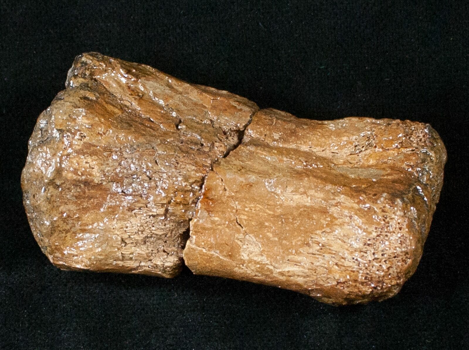 hadrosaur toe bone