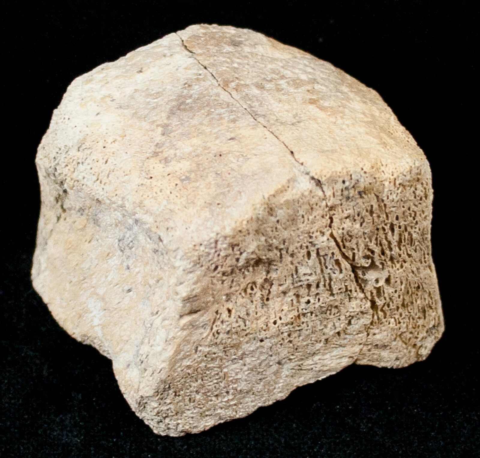 hadrosaur toe bone