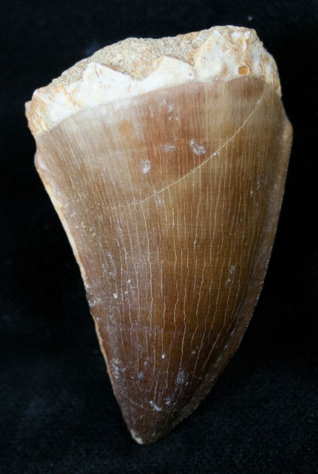 mosasaurus teeth for sale