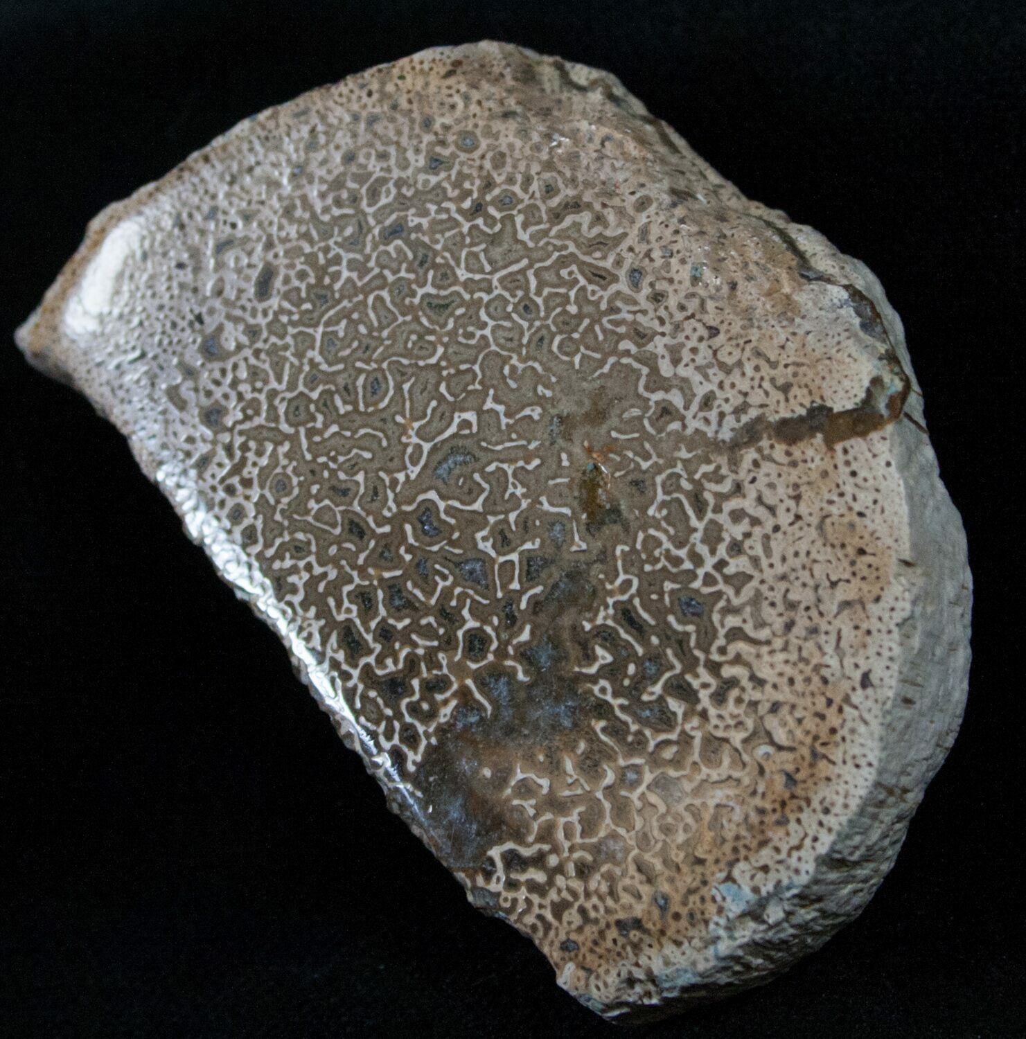 polished dinosaur bone