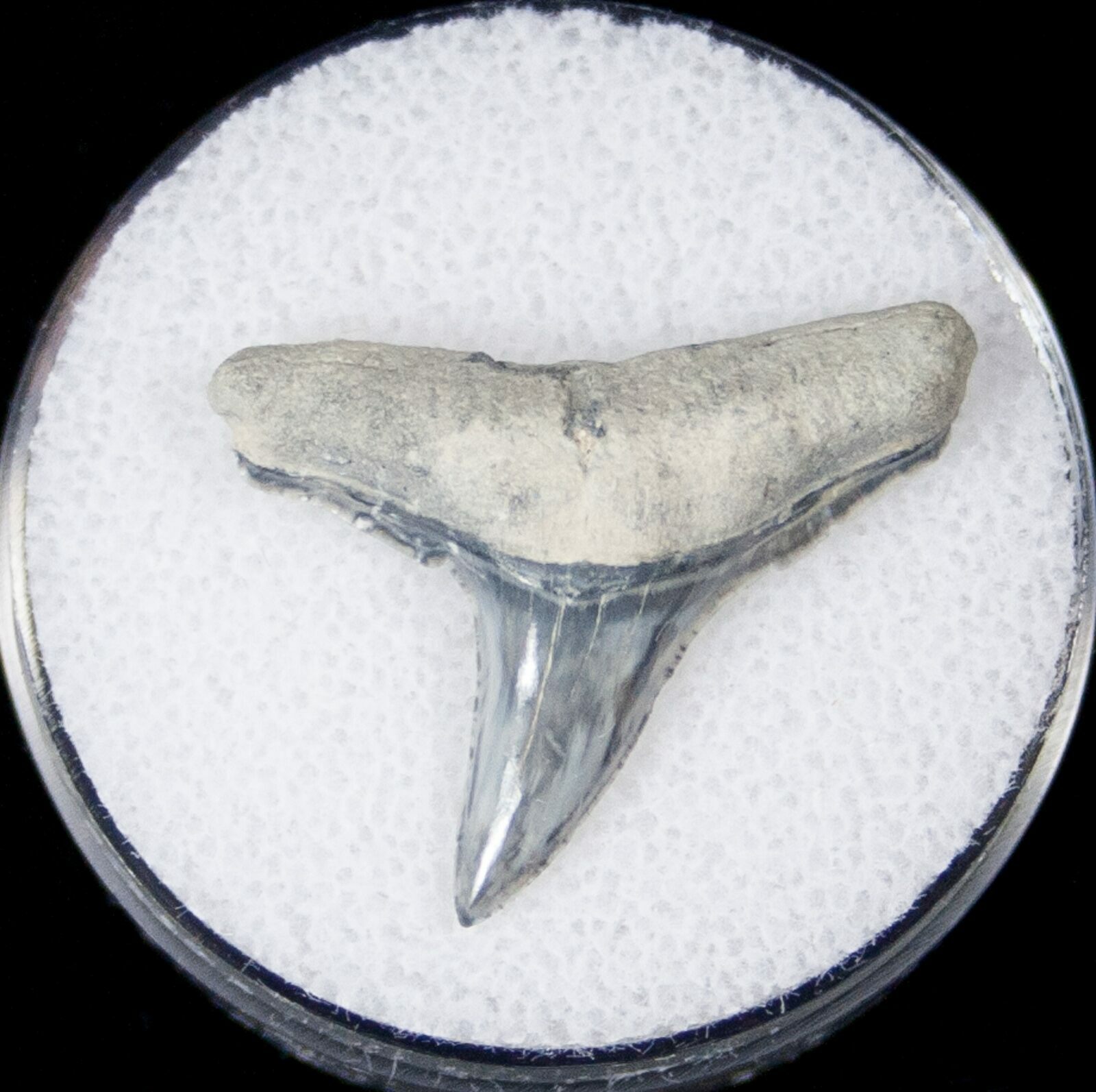 Large Fossil Lemon Shark Tooth - Bone Valley For Sale (#14693