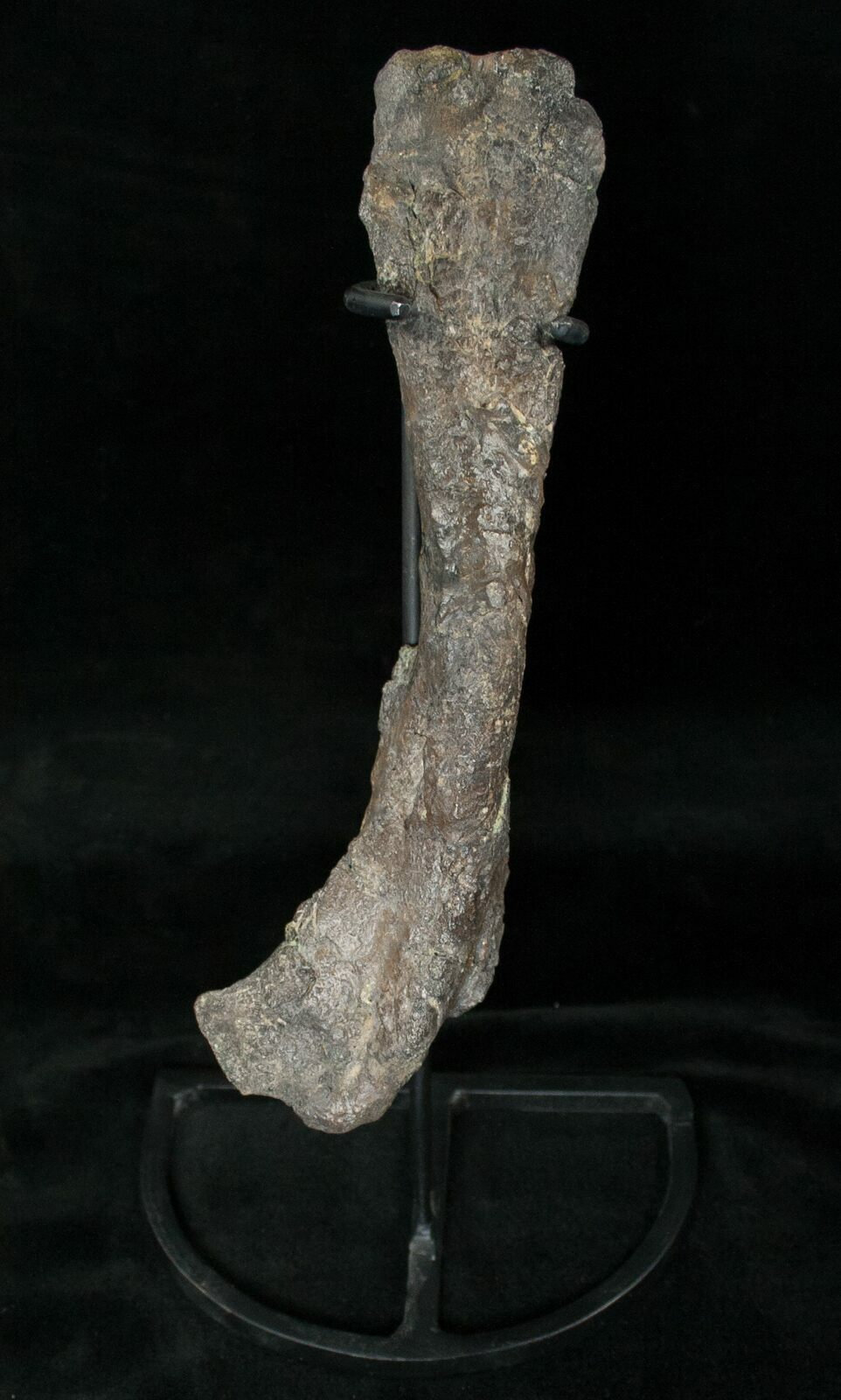 triceratops femur