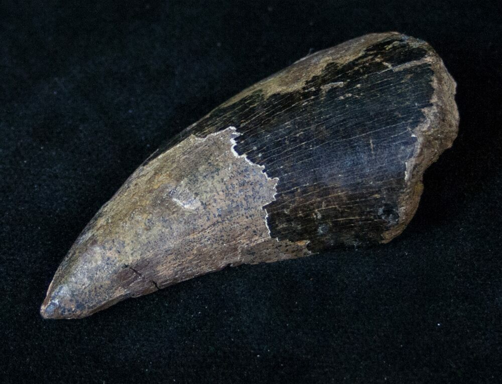 t rex tooth fossil