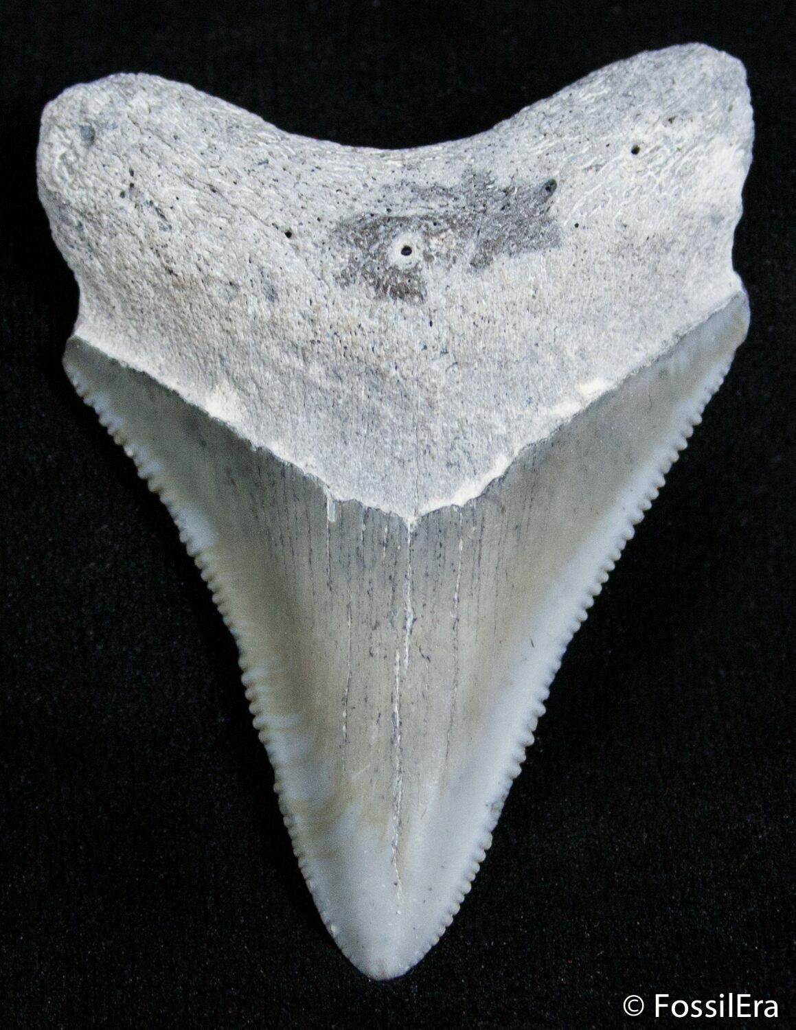 Very Sharp 2 Inch Bone Valley Megalodon Tooth For Sale (#2439 ...