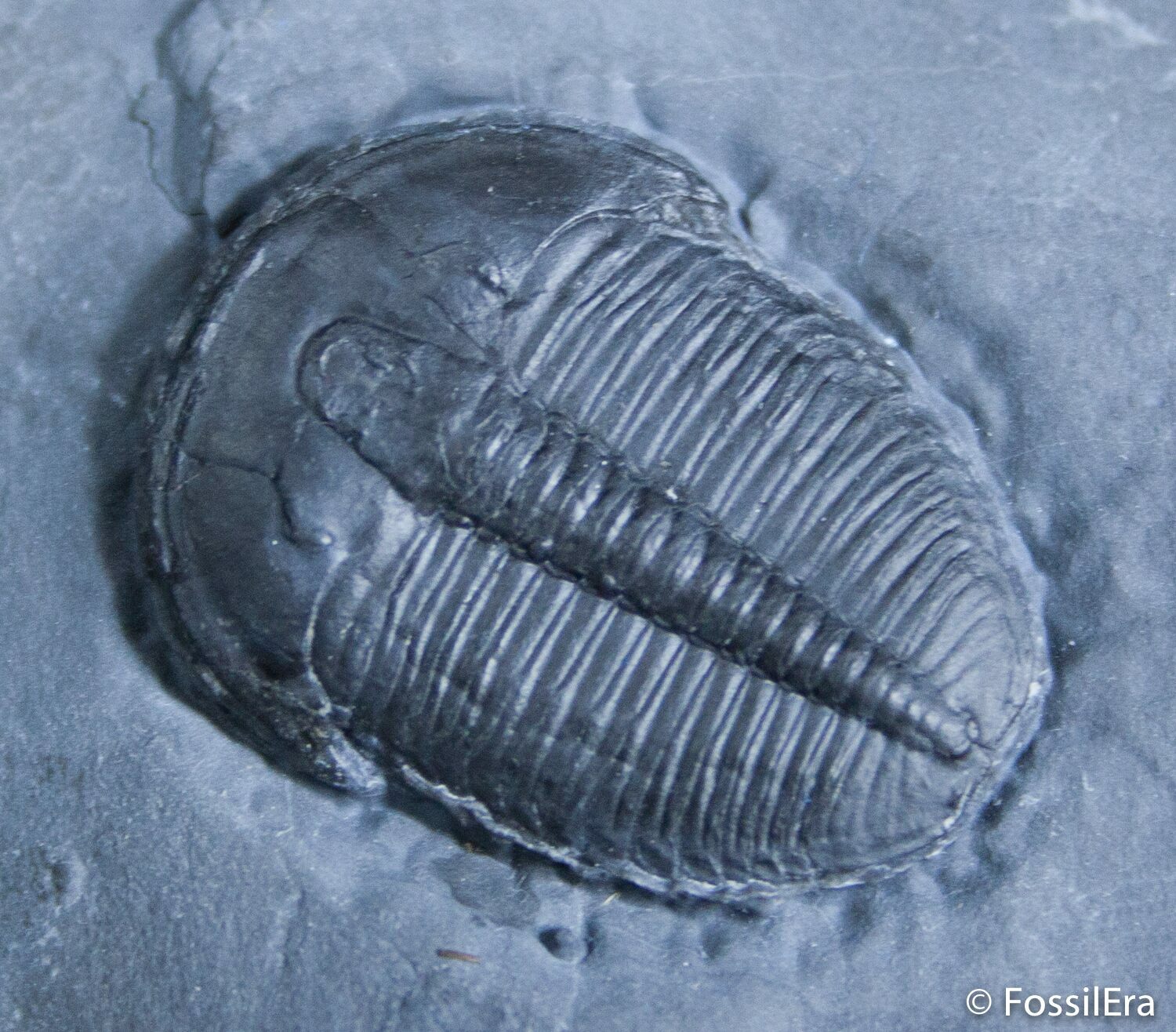 .96 Inch Elrathia Trilobite In Matrix - Utah For Sale (#2472 ...