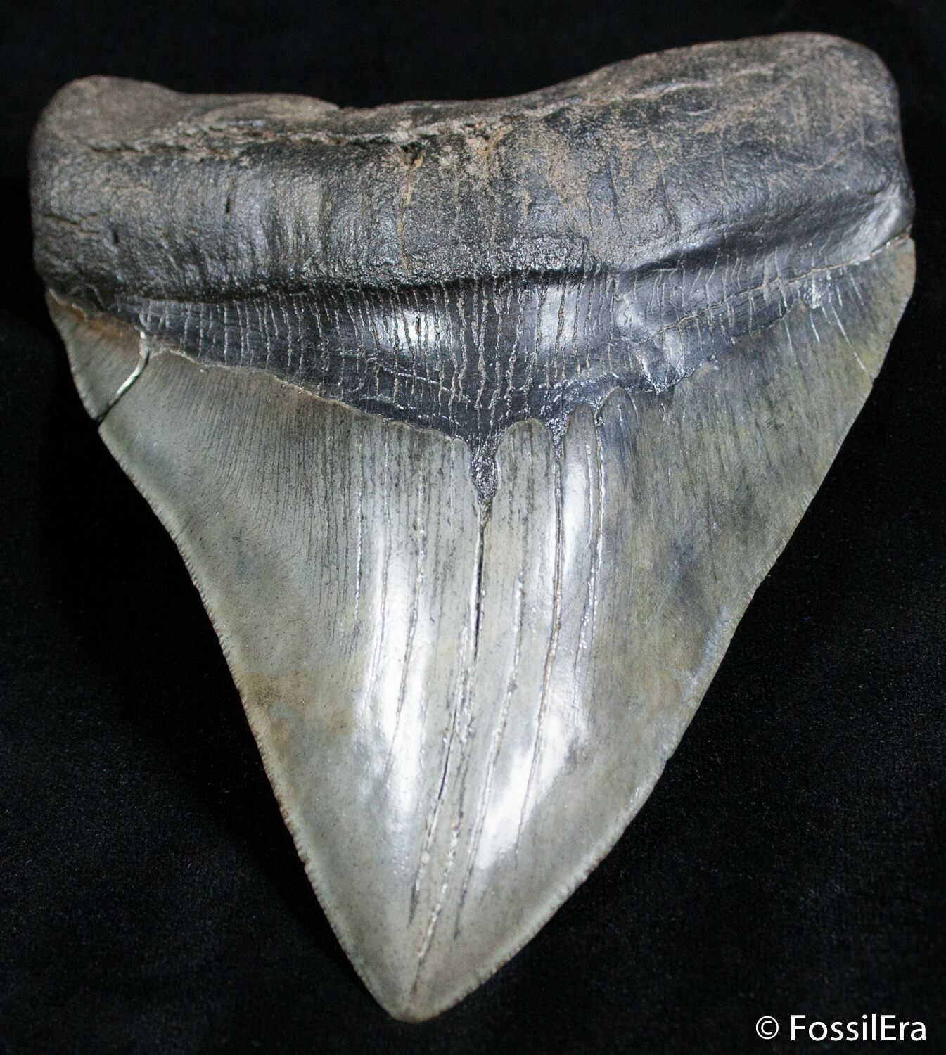 Mega Megalodon Tooth - 6.08 Inches For Sale (#2485) - FossilEra.com