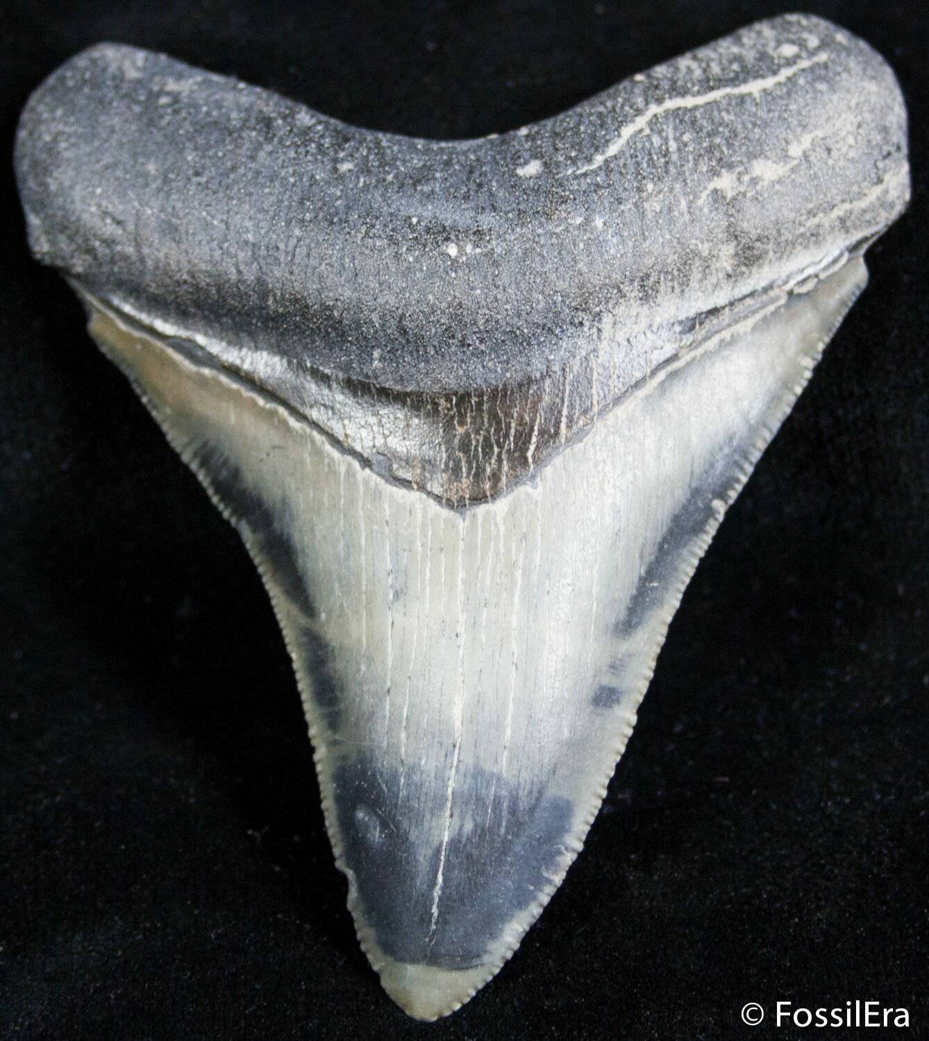 2.95 Inch Bone Valley Meg Tooth For Sale (#2489) - FossilEra.com