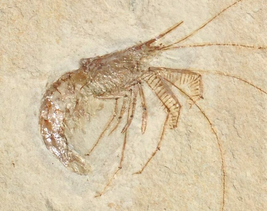 world-class-fossil-shrimp-aegertipularius-solnhofen-for-sale