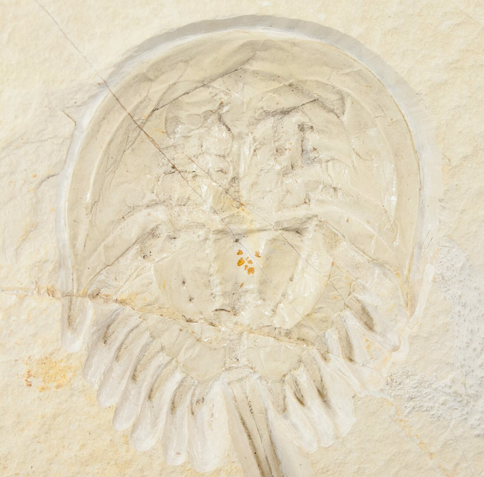 Top Quality 5.1" Horseshoe Crab (Mesolimulus) Fossil For Sale (15622