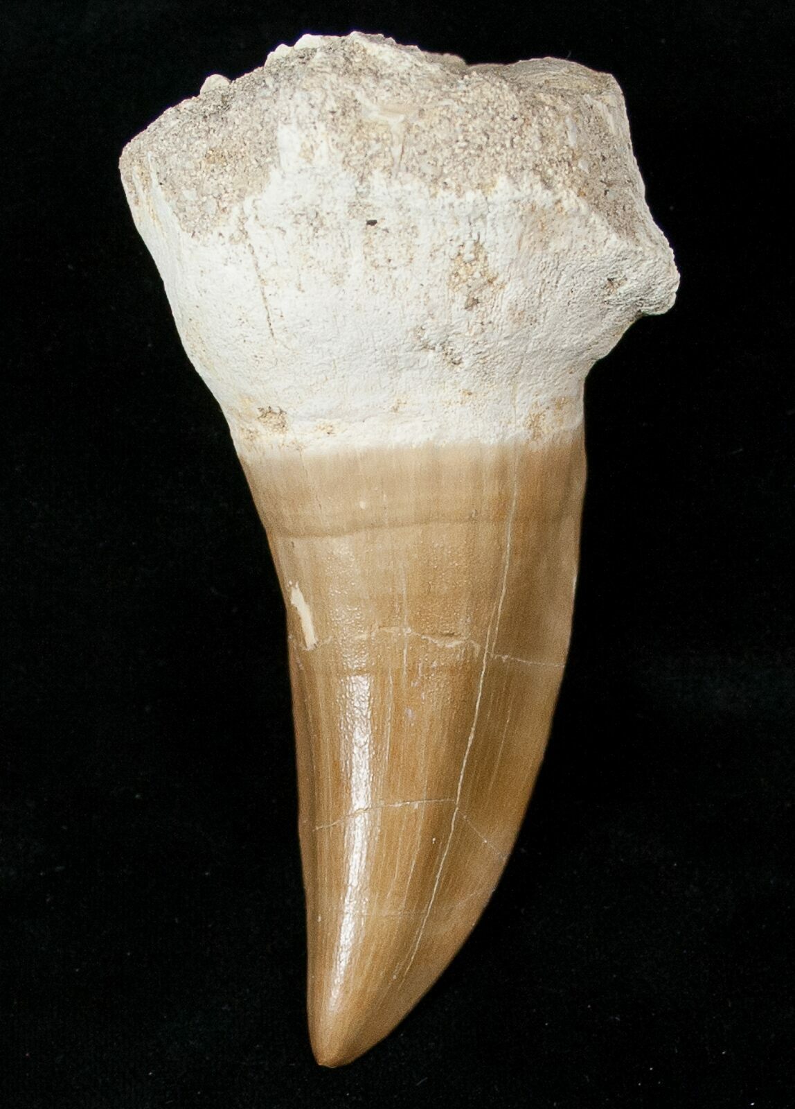 fake mosasaur teeth