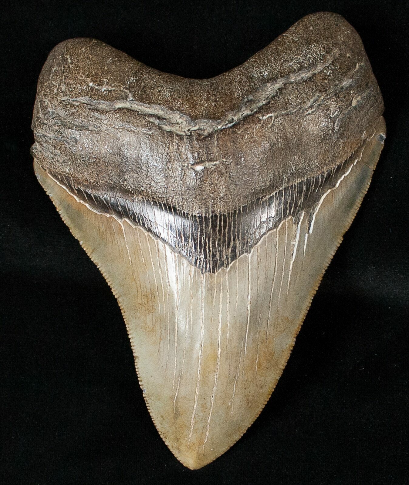 Quality 4.23" Megalodon Tooth - Savannah, Georgia For Sale (#16009