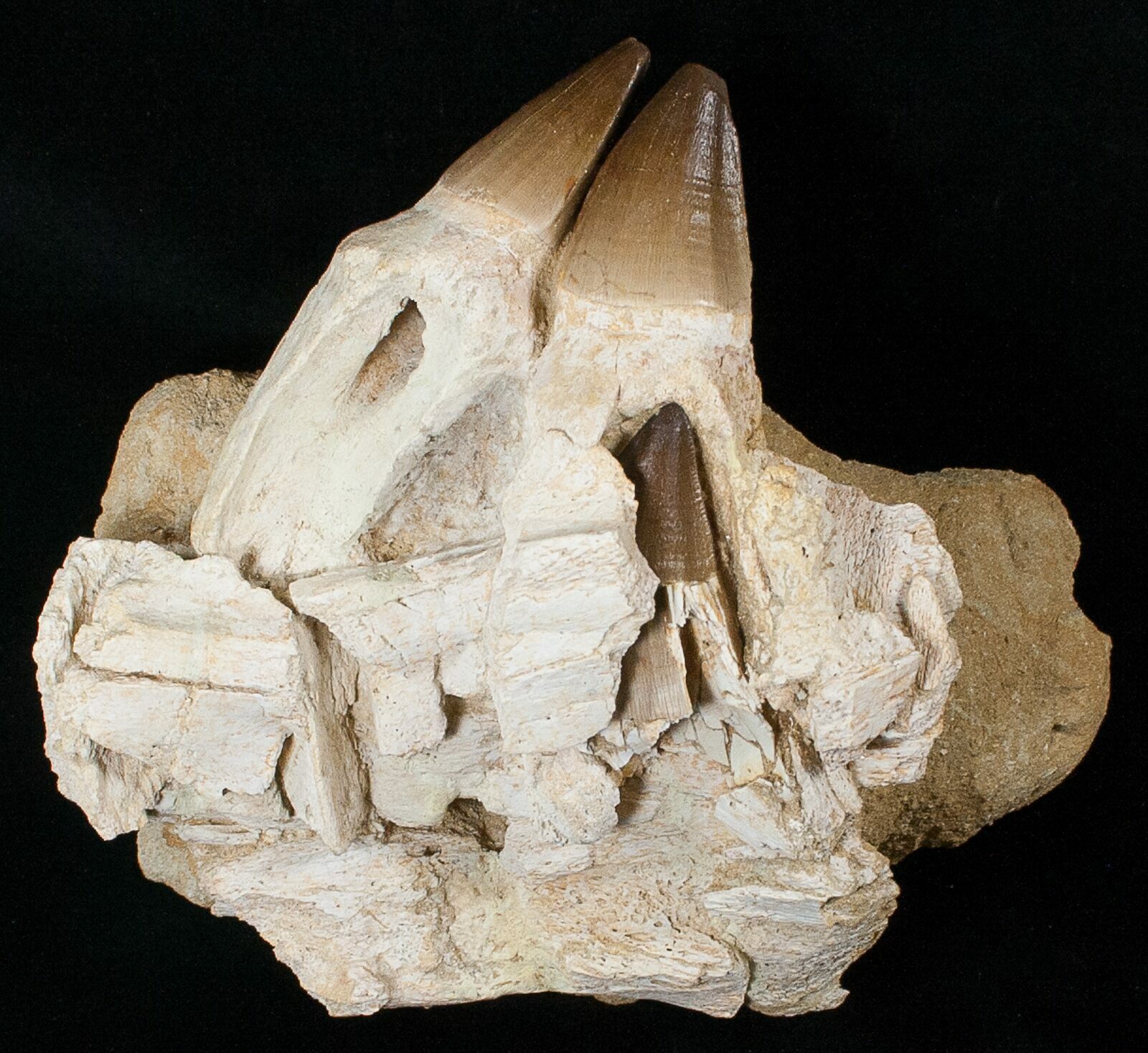 mosasaurus jaw for sale