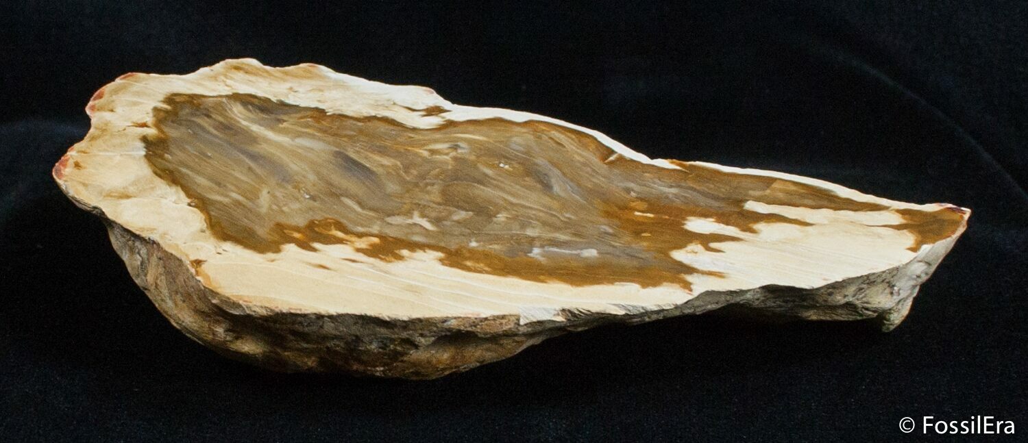 Petrified Driftwood - Willamette Valley, Oregon For Sale (#2731 ...