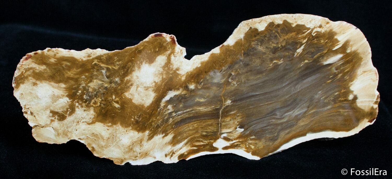 Petrified Driftwood - Willamette Valley, Oregon For Sale (#2732 ...