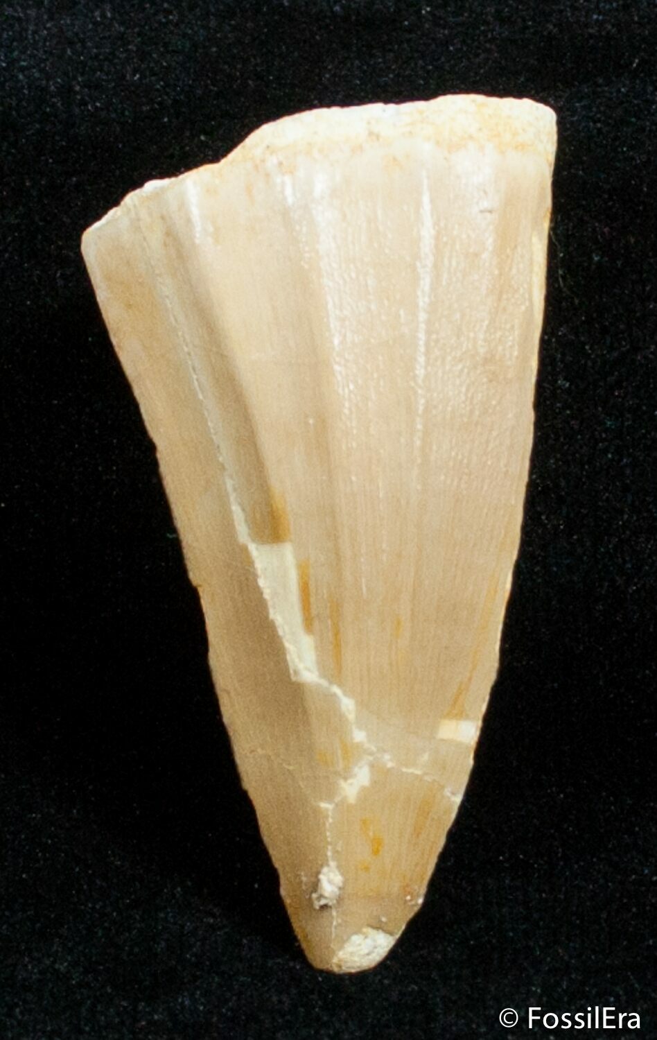 mosasaurus tooth