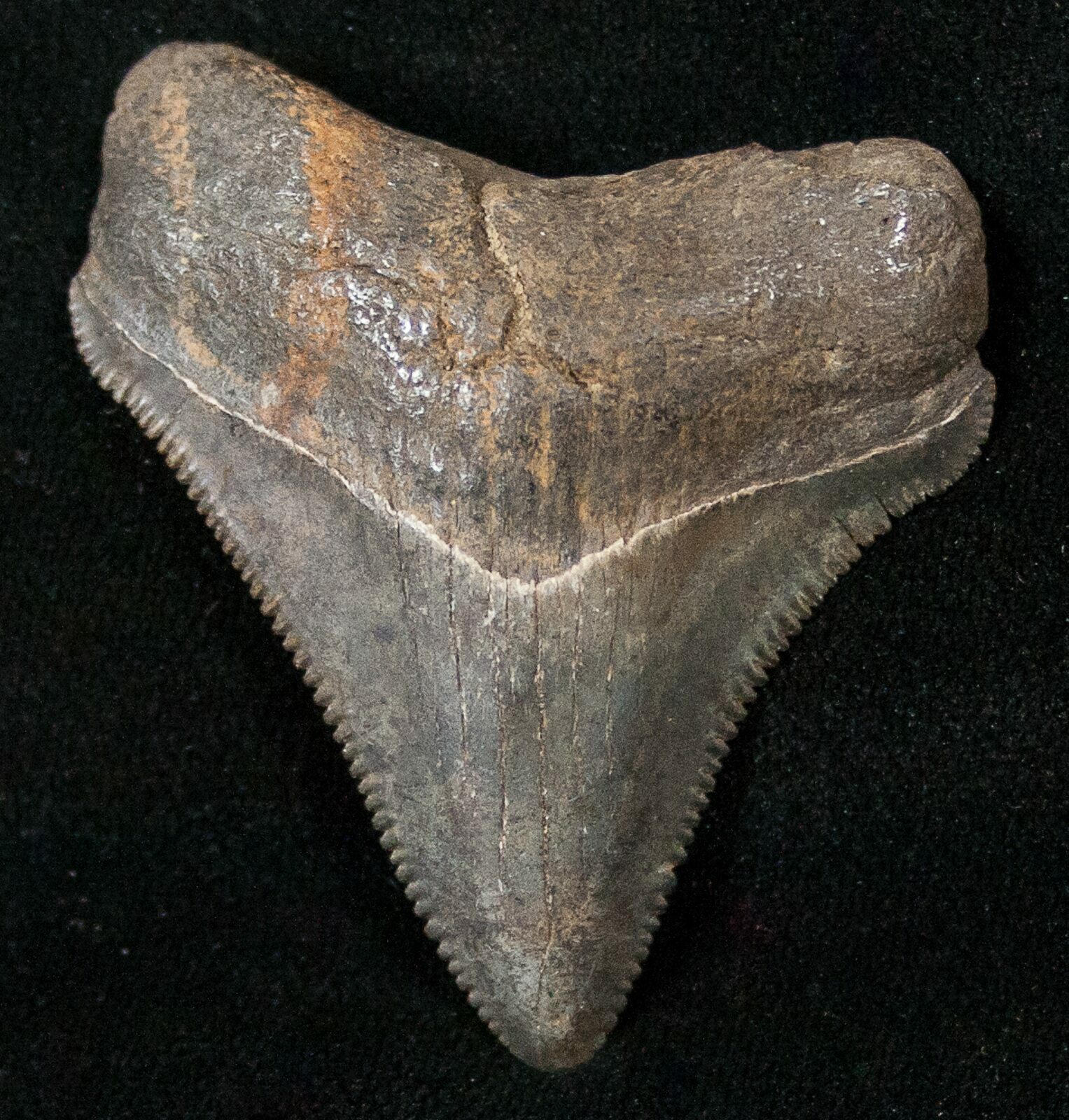 Beautiful 1.76" Chubutensis Tooth - Megalodon Ancestor For ...