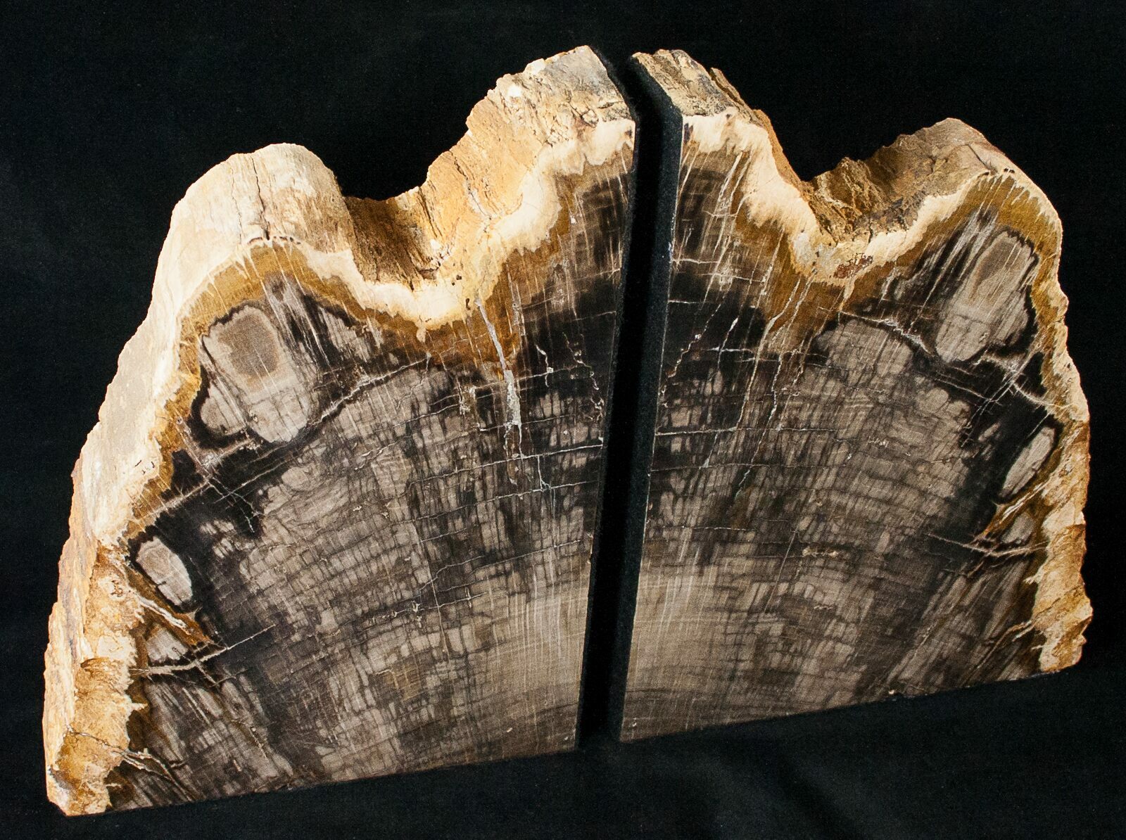 Petrified Wood Bookends For Sale Fossilera Com