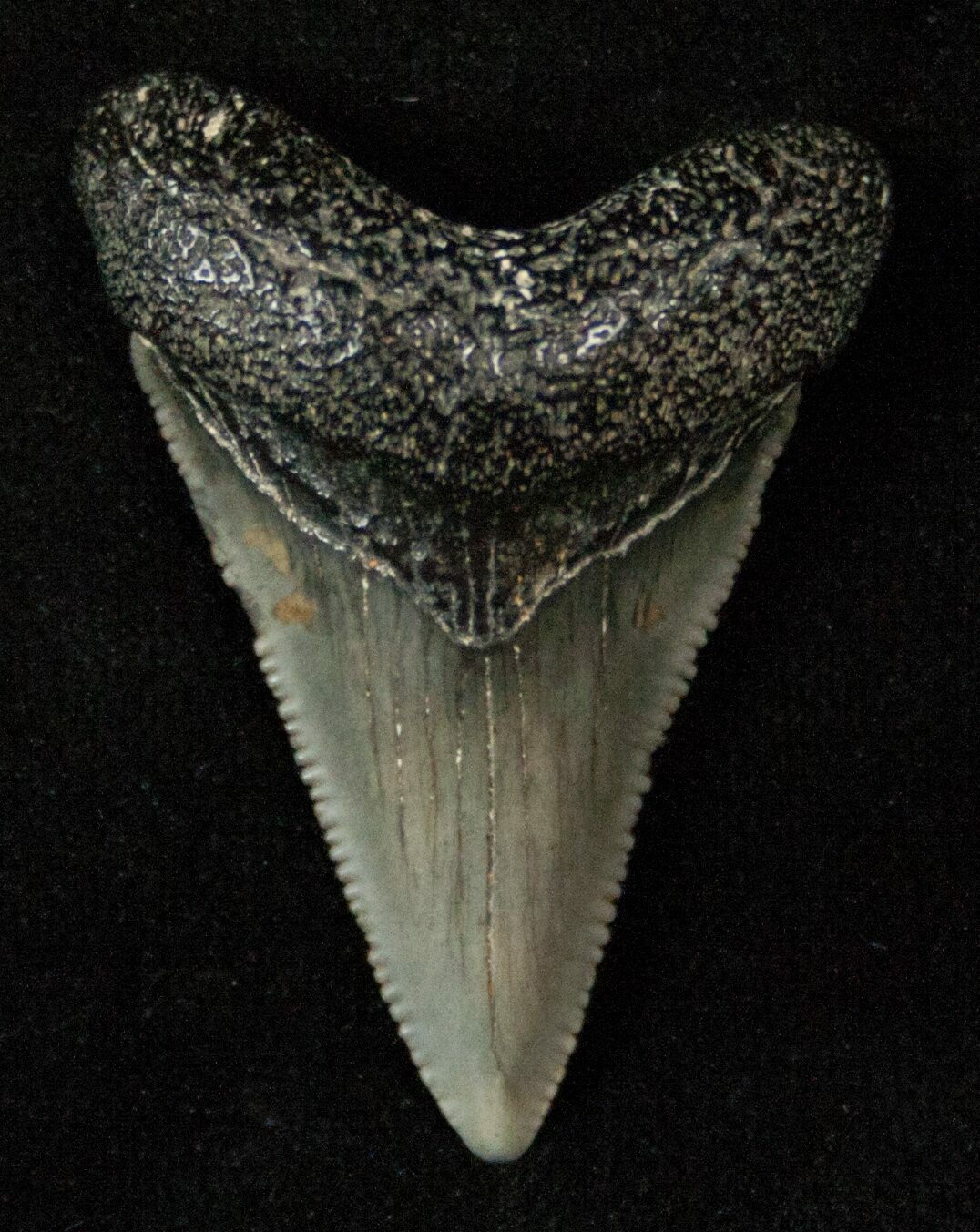 1.39" Serrated Baby Megalodon Tooth For Sale (#17197) - FossilEra.com