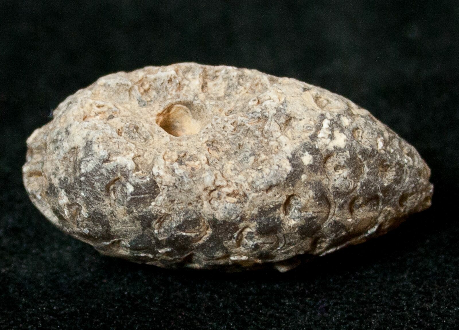 Agatized Fossil Pine (Seed) Cone From Morocco For Sale (#17475 ...