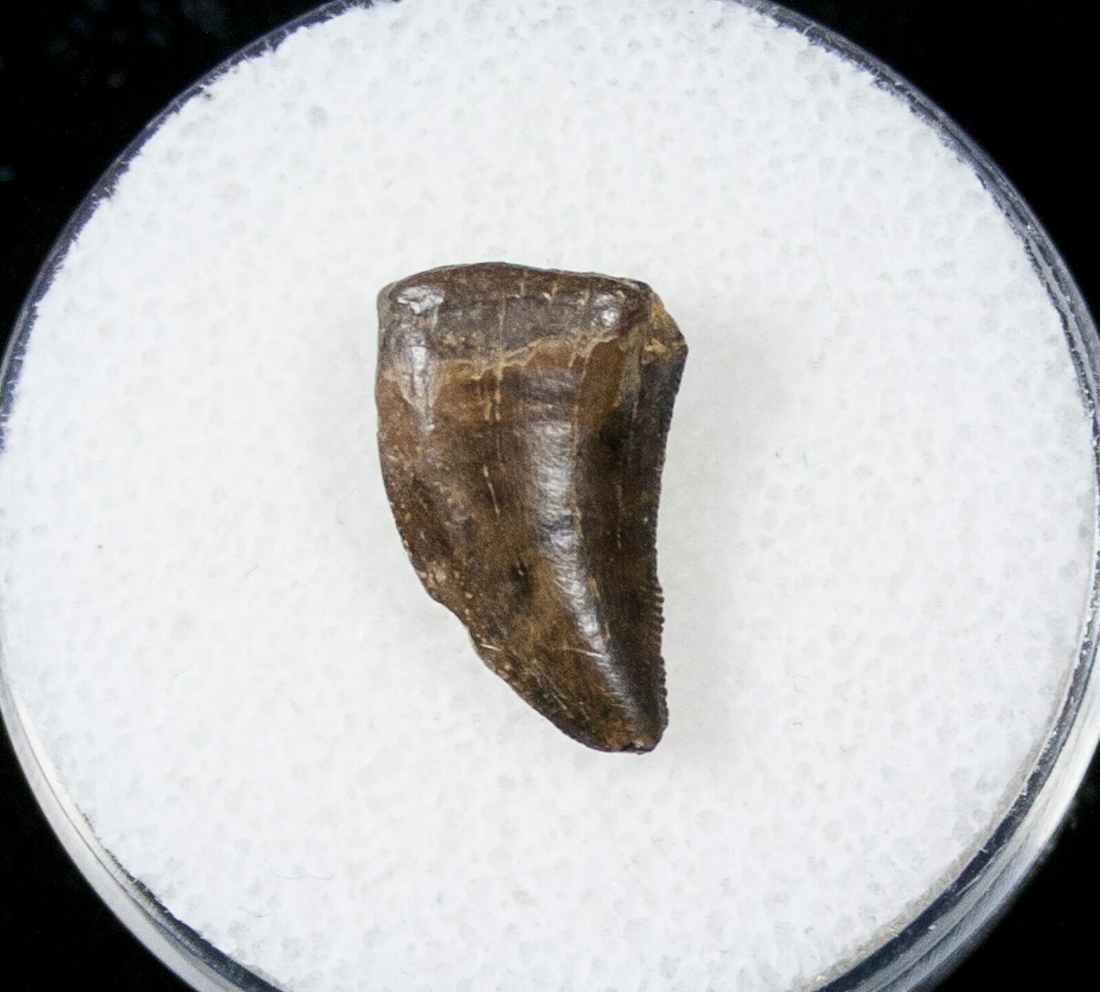 theropod teeth