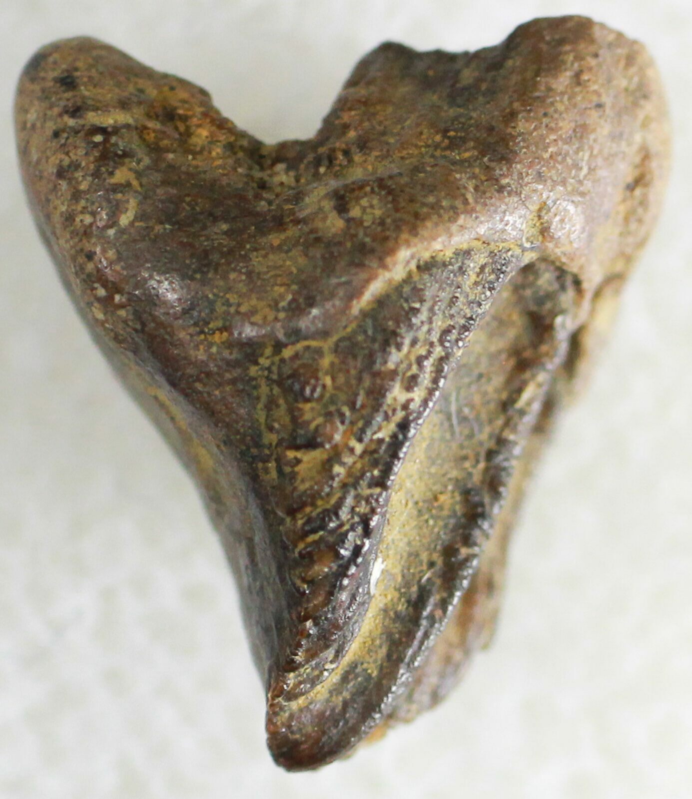 triceratops teeth for sale