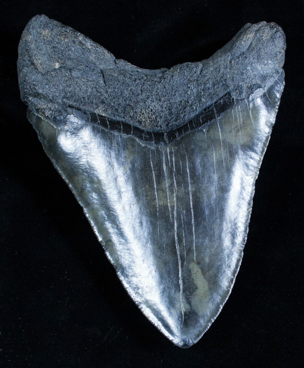 6.08 Inch Black Megalodon Tooth - Beast For Sale (#2954) - FossilEra.com