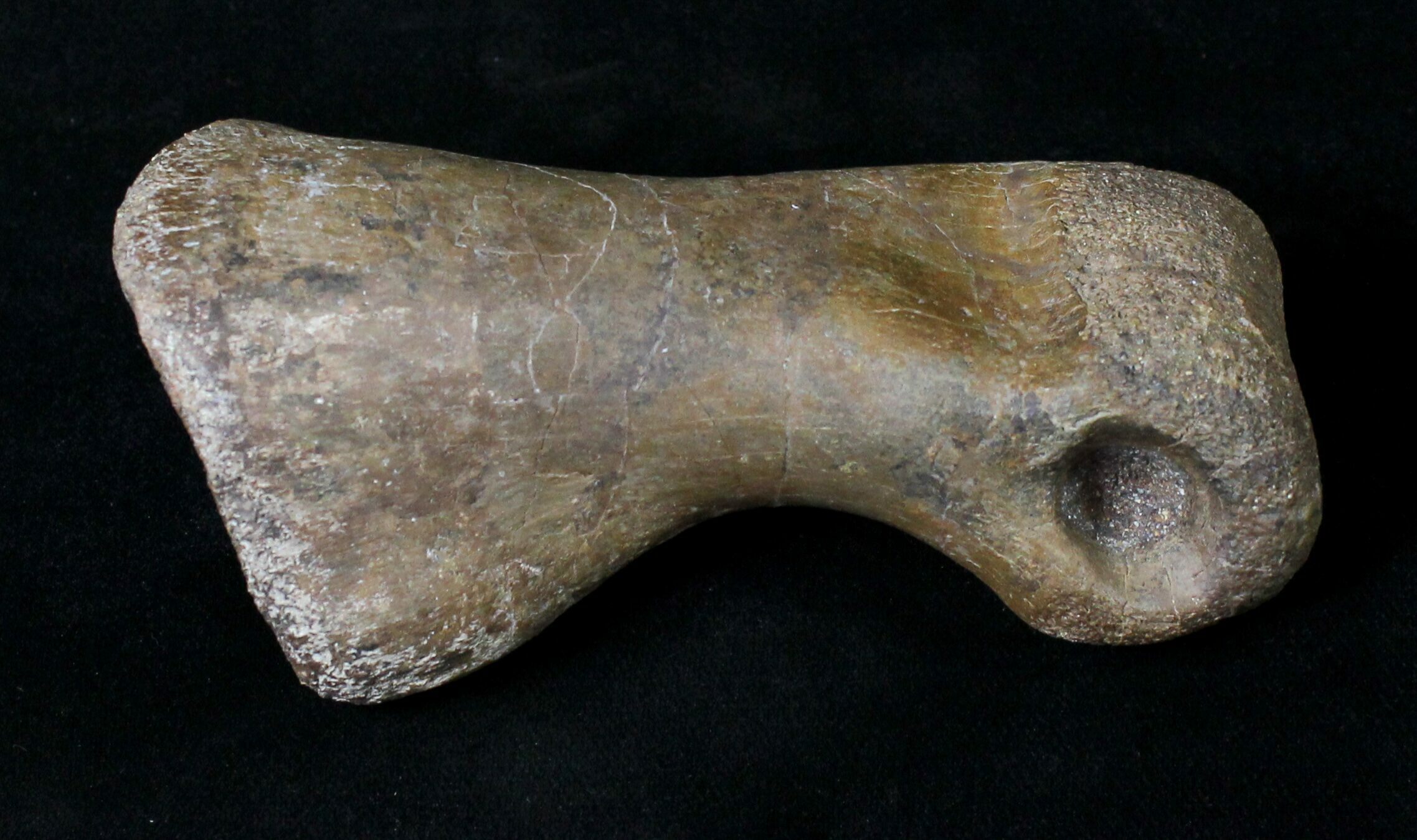 t rex toe bone