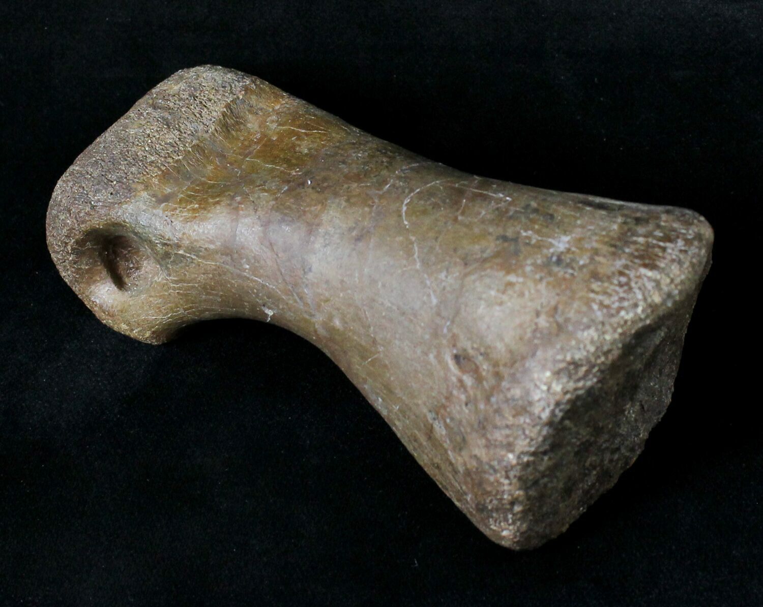 t rex toe bone