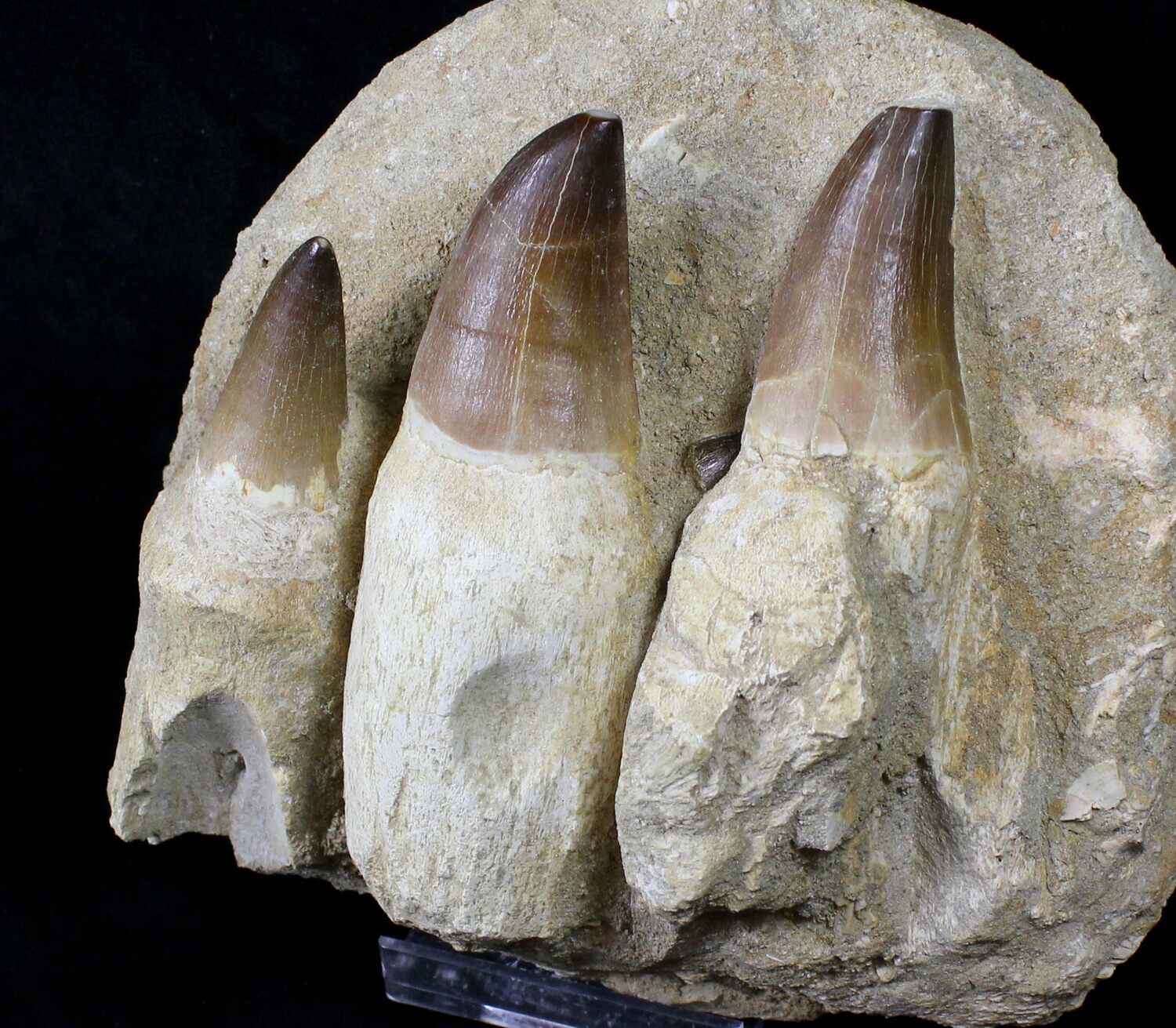 mosasaurus jaw for sale