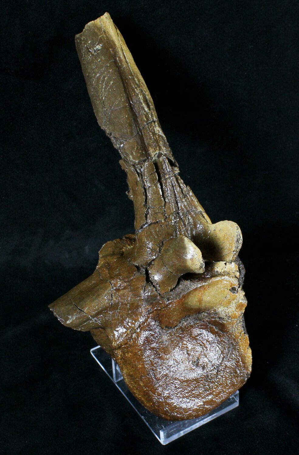 hadrosaur bones