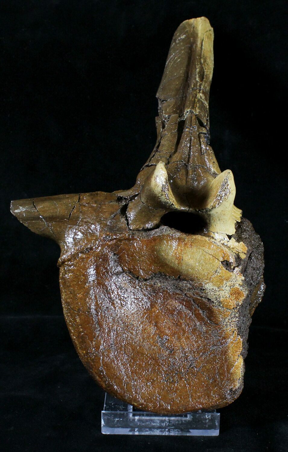 hadrosaur vertebrae