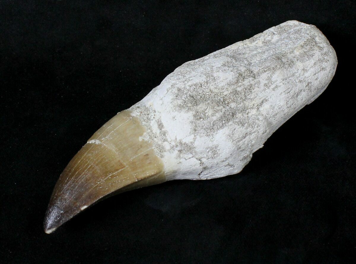 real mosasaur tooth