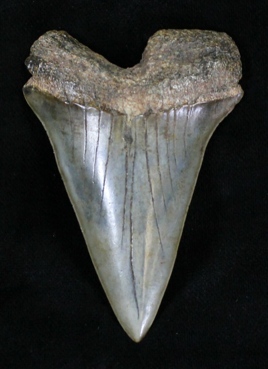 Very Large 2.66" Fossil Mako Shark Tooth For Sale (#20544) - FossilEra.com