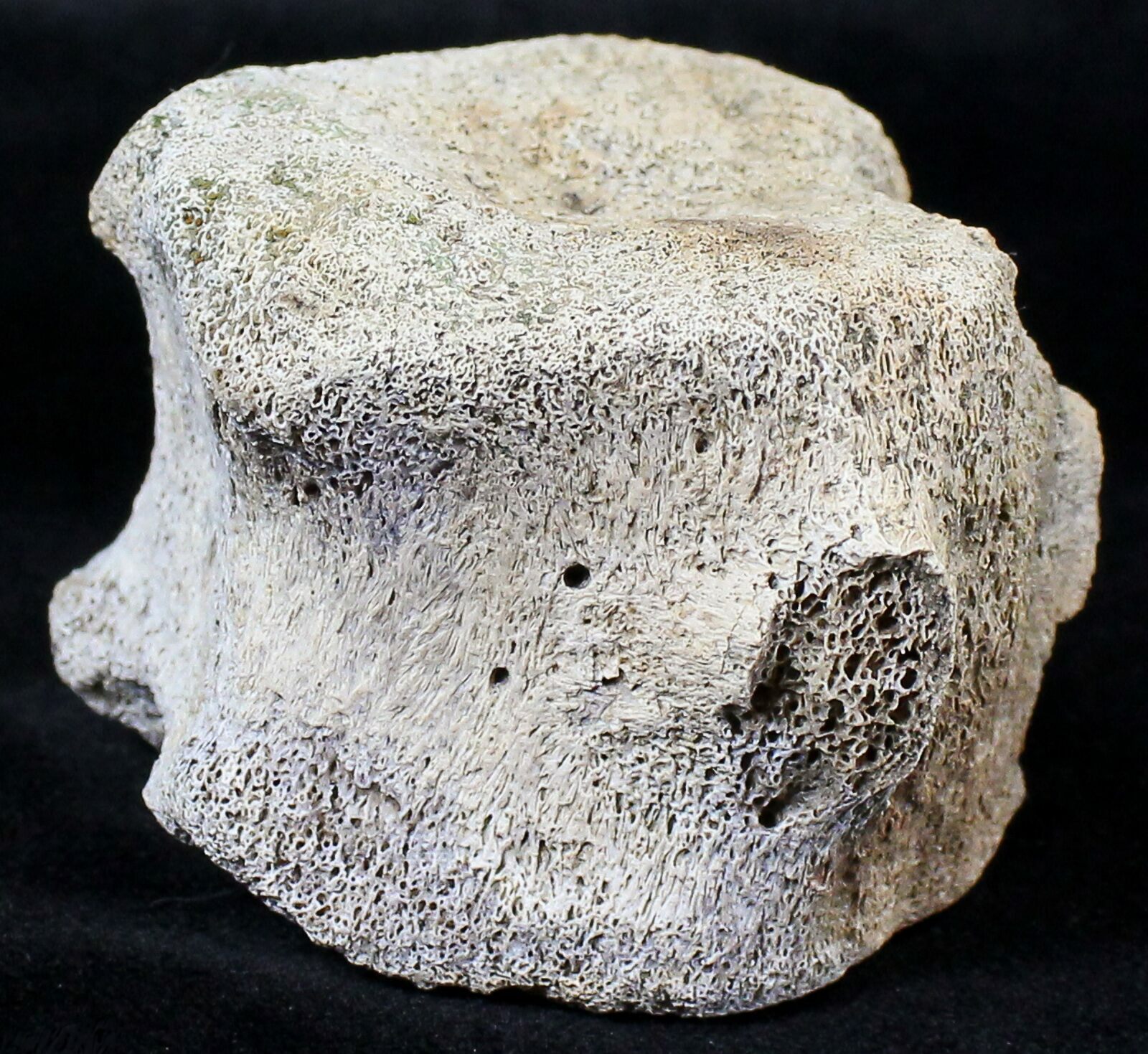 dinosaur tail vertebrae