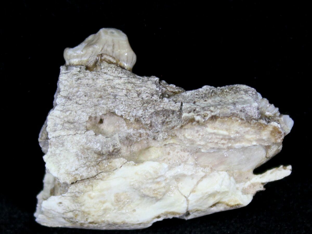 Oligocene Camel (Poebrotherium) Jaw Section For Sale (#21135 ...