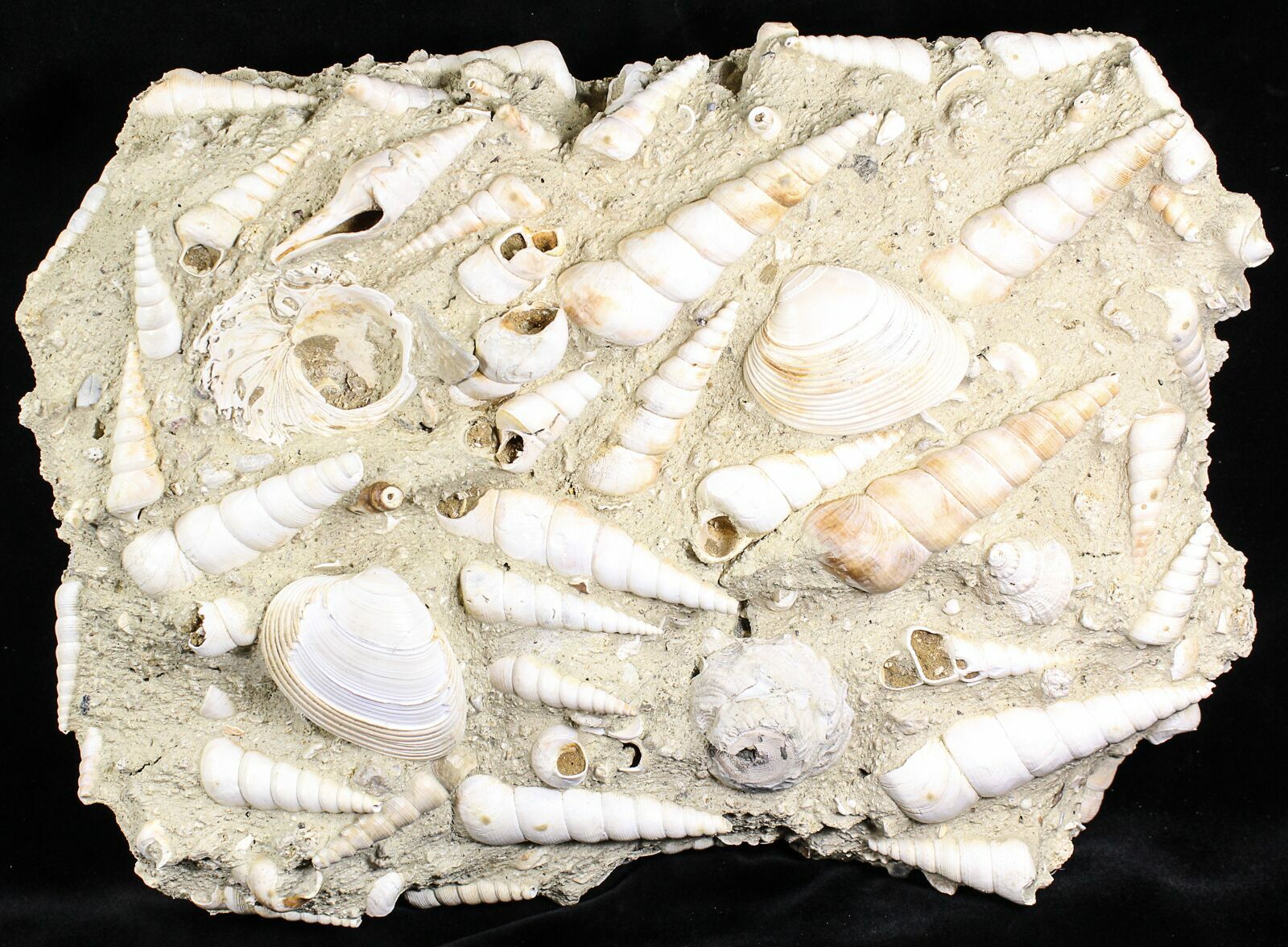 Gastropod Fossils For Sale - FossilEra.com