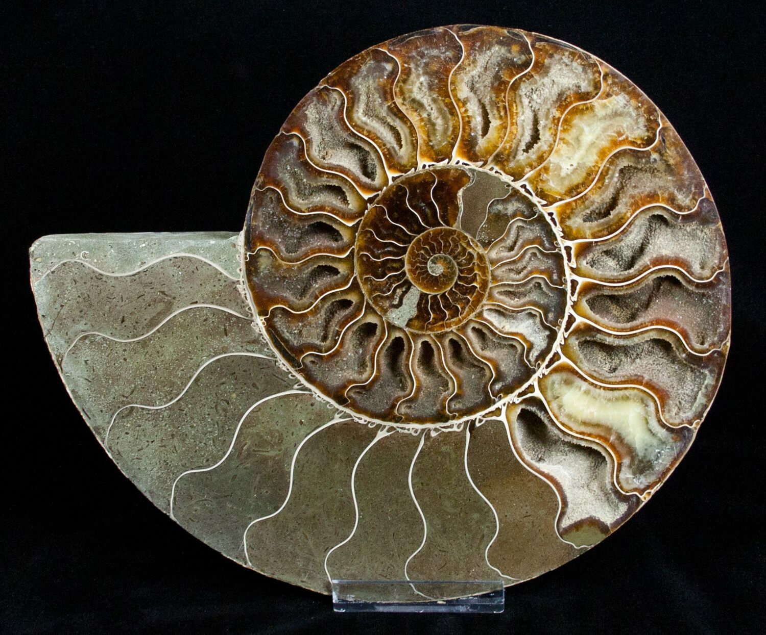 giant ammonite