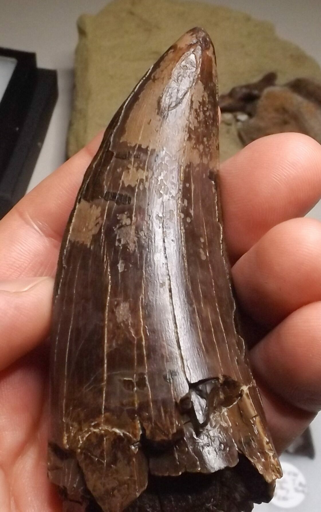 t rex tooth fossil