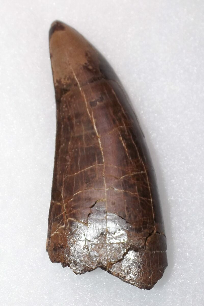 tyrannosaurus rex tooth for sale